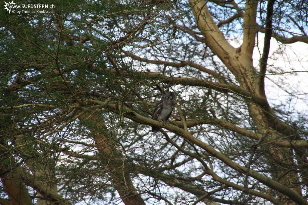 IMG 7986-Kenya, owl seen in Kimana Reserve